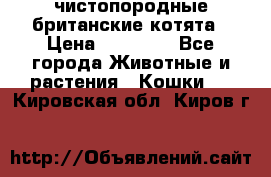 чистопородные британские котята › Цена ­ 10 000 - Все города Животные и растения » Кошки   . Кировская обл.,Киров г.